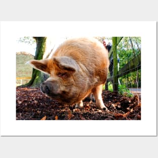 New Zealand Kunekune Pig Posters and Art